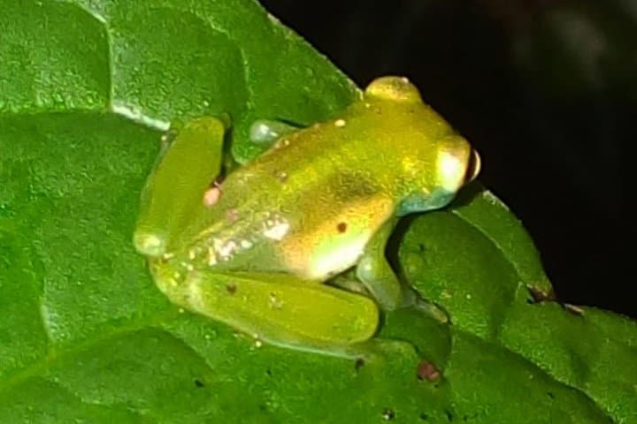 Monteverde Night Walk: Shared Wildlife Tour in Monteverde Cloud Forest