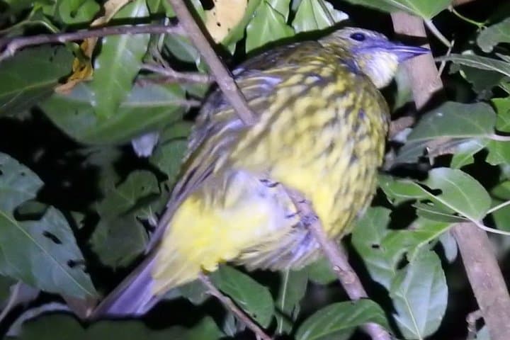 Monteverde Night Walk: Shared Wildlife Tour in Monteverde Cloud Forest photo 2