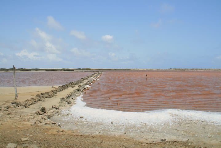 Lac Bay Flamingos and Mangroves: Guided Wildlife & Cultural Tour in Bonaire photo 3