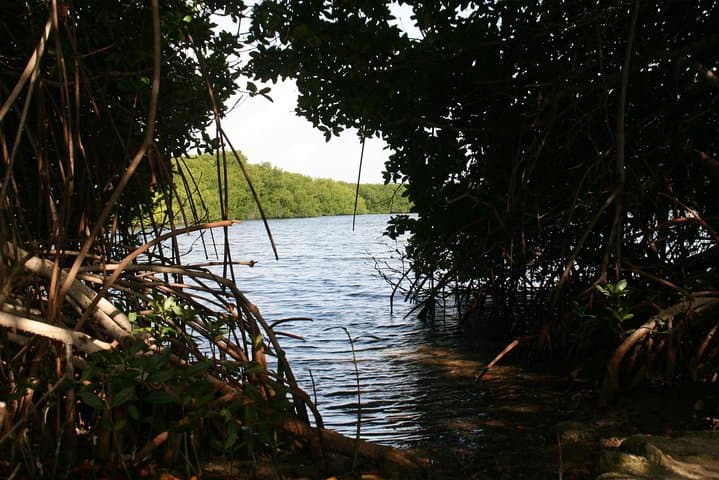 Lac Bay Flamingos and Mangroves: Guided Wildlife & Cultural Tour in Bonaire photo 4