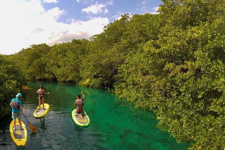 Paddleboard Cenote Tour in Tulum — SUP Through Mangroves & Crystal Caverns photo 3