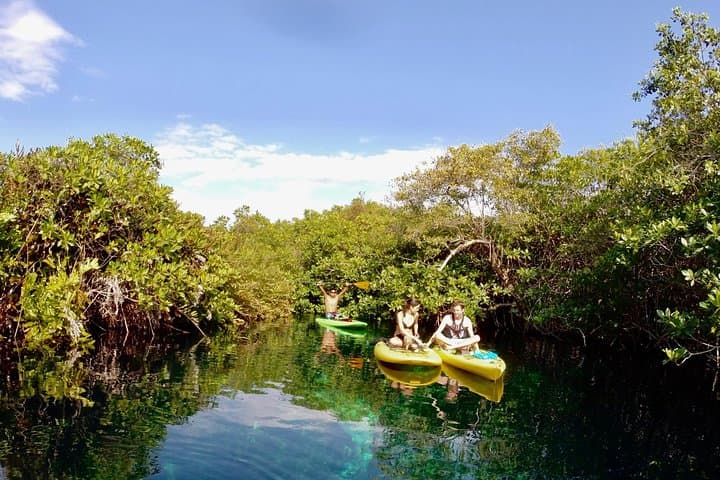 Paddleboard Cenote Tour in Tulum — SUP Through Mangroves & Crystal Caverns photo 4