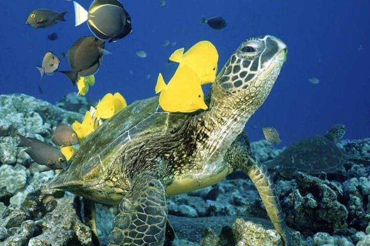 Waikiki Turtle Snorkel & Sail Aboard the Hawea Catamaran — Turtle Canyon to Diamond Head photo 5