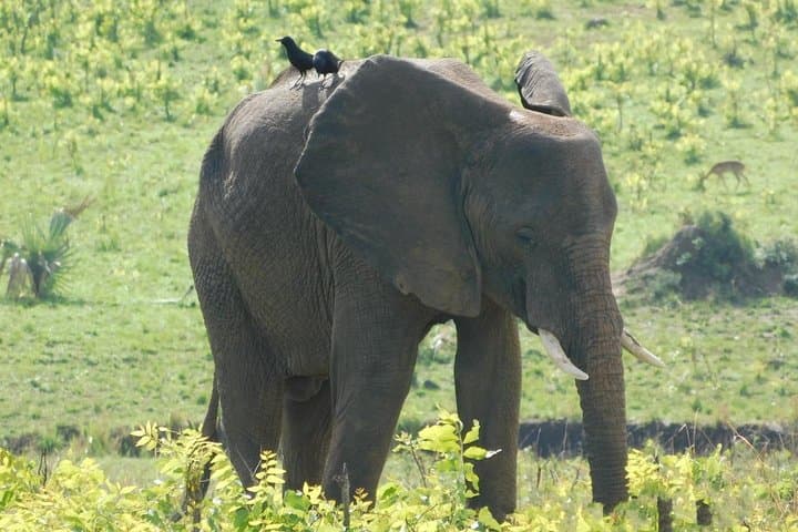 Kidepo Valley Wilderness Experience: 3-Day Safari in Uganda’s Remote Kidepo National Park
