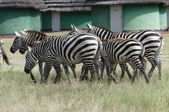 Kidepo Valley Wilderness Experience: 3-Day Safari in Uganda’s Remote Kidepo National Park photo 3