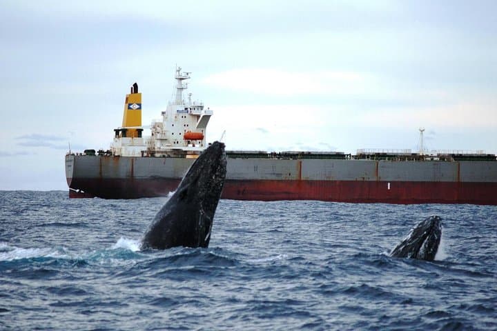 Newcastle Whale Watching Cruise: Humpback Migration Ocean Voyage photo 5