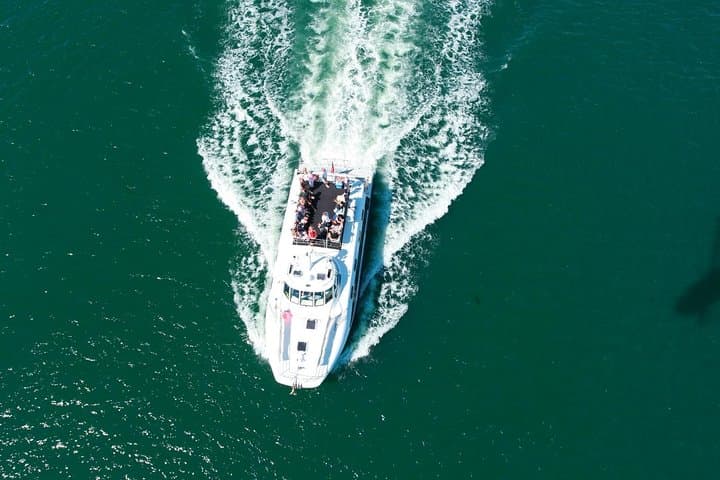 Newcastle Whale Watching Cruise: Humpback Migration Ocean Voyage photo 3