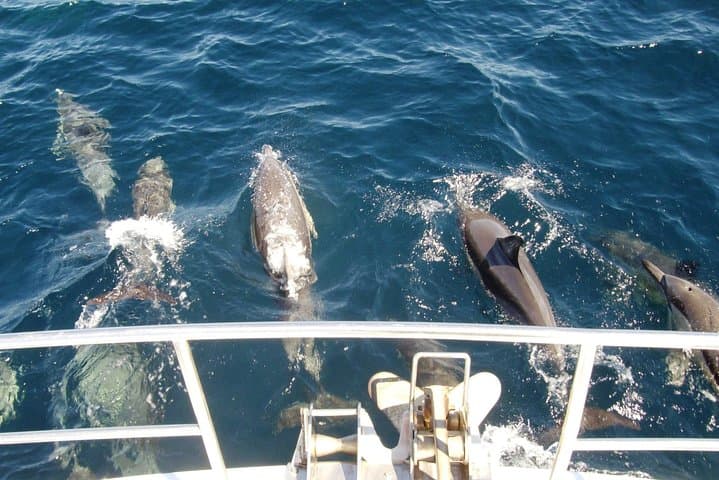 Newcastle Whale Watching Cruise: Humpback Migration Ocean Voyage photo 2