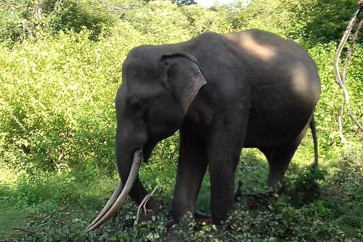 Udawalawe National Park Safari from Ella — Day Trip to See Wild Elephants photo 3