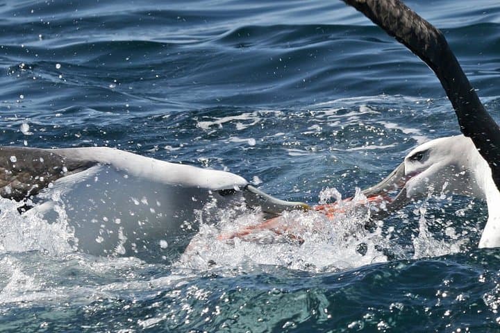Dunedin Wildlife Cruise: Albatross, Seals & Otago Harbour Scenic Tour photo 2