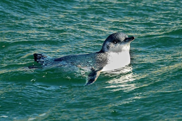 Dunedin Wildlife Cruise: Albatross, Seals & Otago Harbour Scenic Tour photo 4