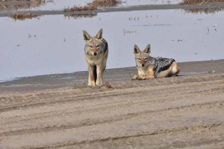 Sandwich Harbour & Welwitschia: Namib Desert Dune and Lagoon Day Tour photo 4