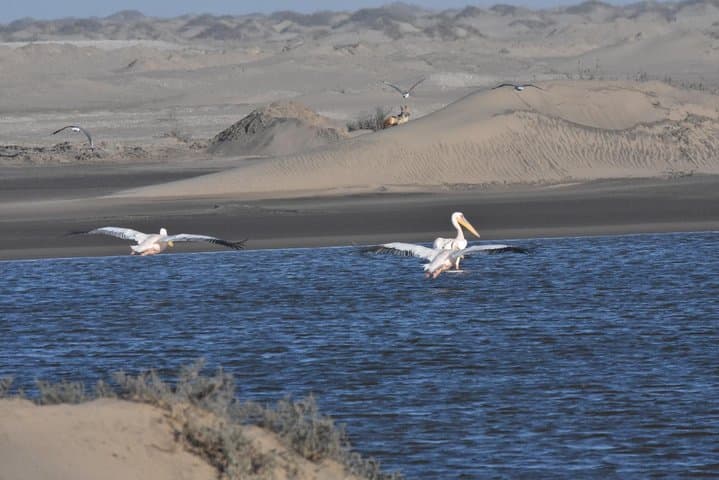 Sandwich Harbour & Welwitschia: Namib Desert Dune and Lagoon Day Tour photo 6