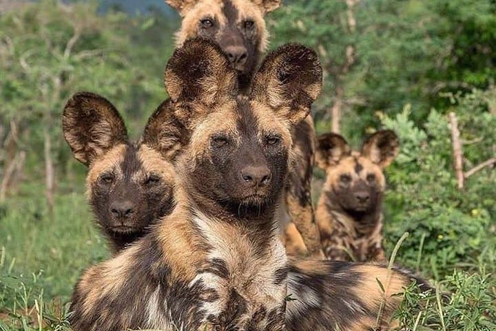 Day Trip in Arusha National Park: Safari, Lakes and Mount Meru Views photo 2
