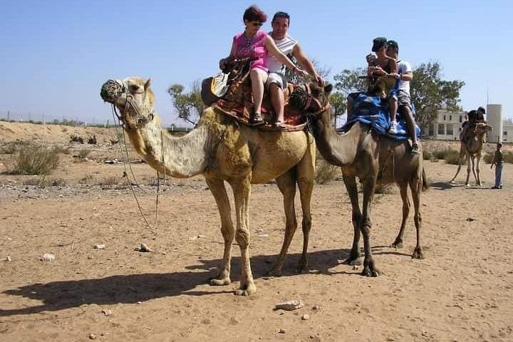Camel Riding in Agadir: Sunset Dunes & Souss River Eucalyptus Trail photo 6