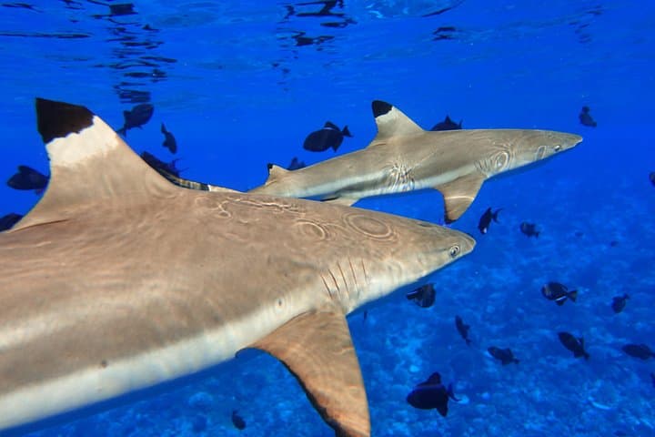 Moorea Private Boat Tour and Sea Scooter Snorkeling Trip photo 3
