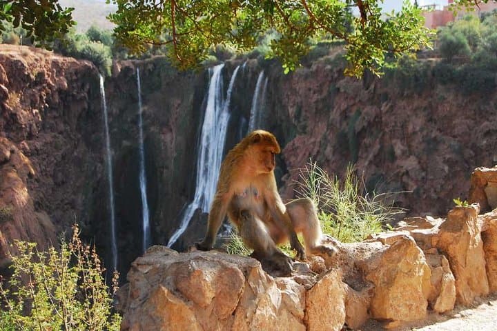 Full-Day Marrakech to Ouzoud Waterfalls: A Small-Group Adventure photo 6