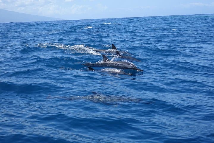 Moorea Private Boat Tour and Sea Scooter Snorkeling Trip photo 2