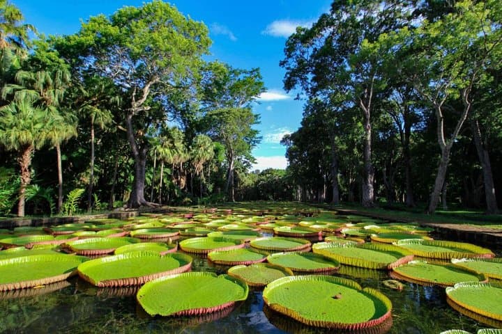 North Mauritius Full-Day Private Tour: Pamplemousses, L'Aventure du Sucre & Cap Malheureux