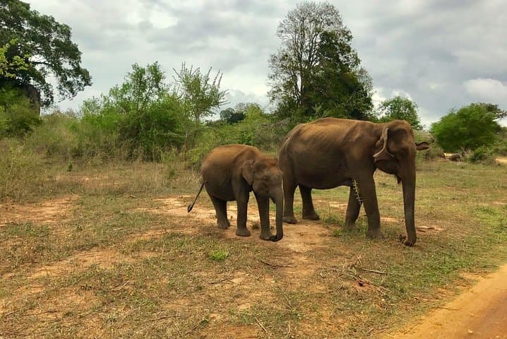 Private Yala National Park Safari from Galle — Full-Day Leopard & Elephant Jeep Tour photo 2