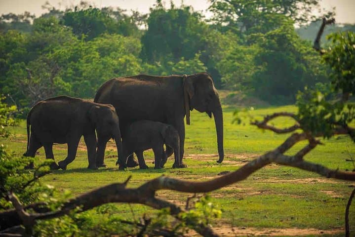 Galle to Ella via Udawalawe: Private Safari and Scenic Transfer photo 3