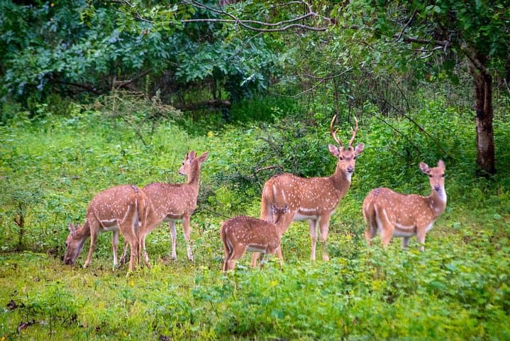 Galle to Ella via Udawalawe: Private Safari and Scenic Transfer photo 4