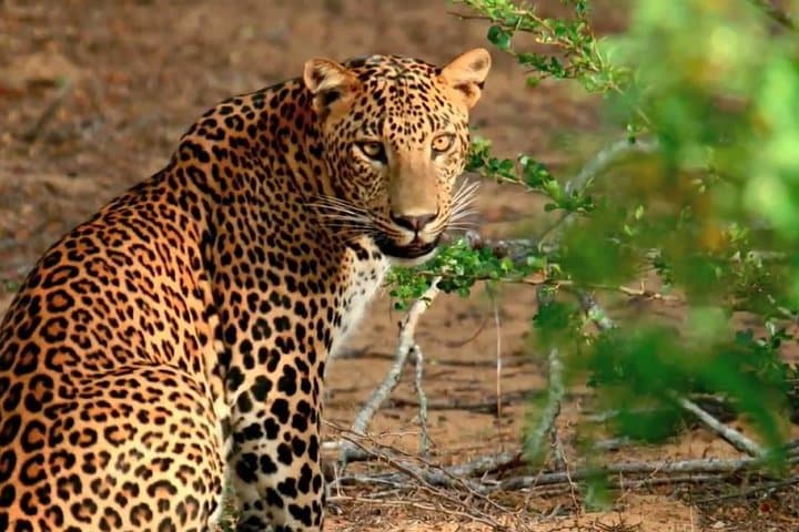 Private Yala National Park Safari from Galle — Full-Day Leopard & Elephant Jeep Tour photo 5