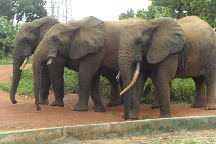 3-Day Mole National Park Safari — Walking, Canoe & Community Tours photo 6