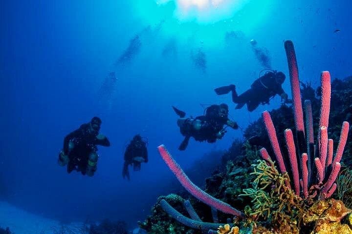 Roatan 2-Tank Fun Dive on the Mesoamerican Reef — Boat Trip with Hotel Transport photo 4