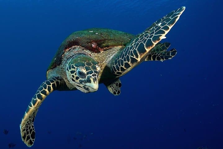Early-Morning Turtle Snorkel at The Source — Small-Group Tour from Marina Taina