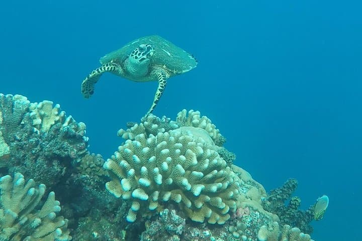 Early-Morning Turtle Snorkel at The Source — Small-Group Tour from Marina Taina photo 6