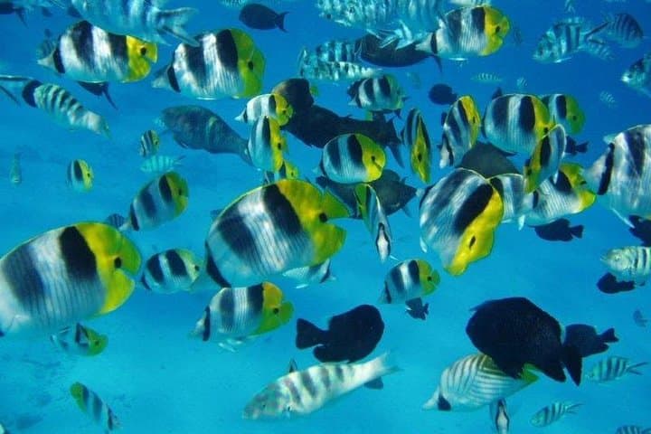 Tahiti Small-Group Snorkel: Wrecks & Tropical Fish from Marina Taina photo 6