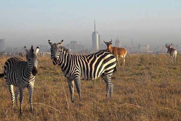 Nairobi National Park Half-Day Safari: City Skyscrapers and Savanna Wildlife photo 5