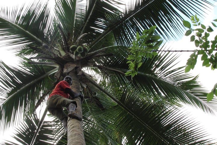 Zanzibar Spice and Fruit Tour — Hands-On Farm Walk from Stone Town photo 2