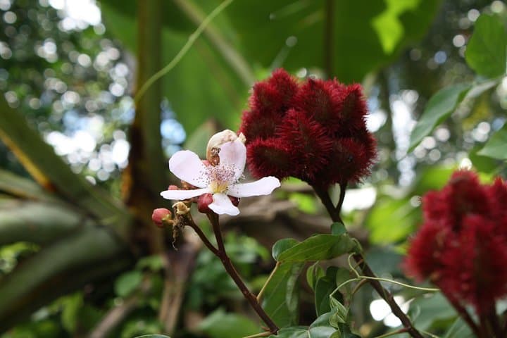 Zanzibar Spice and Fruit Tour — Hands-On Farm Walk from Stone Town