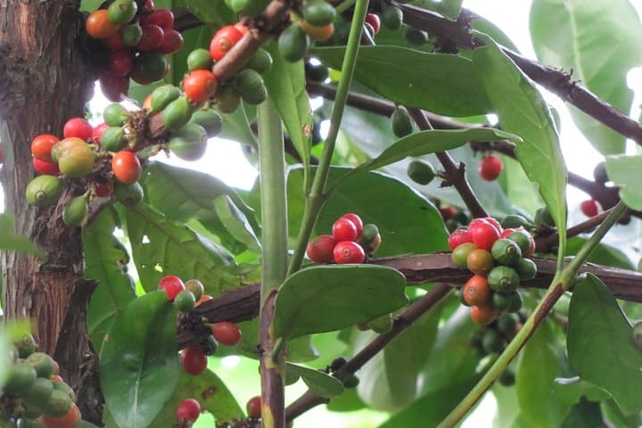 Zanzibar Spice and Fruit Tour — Hands-On Farm Walk from Stone Town photo 3