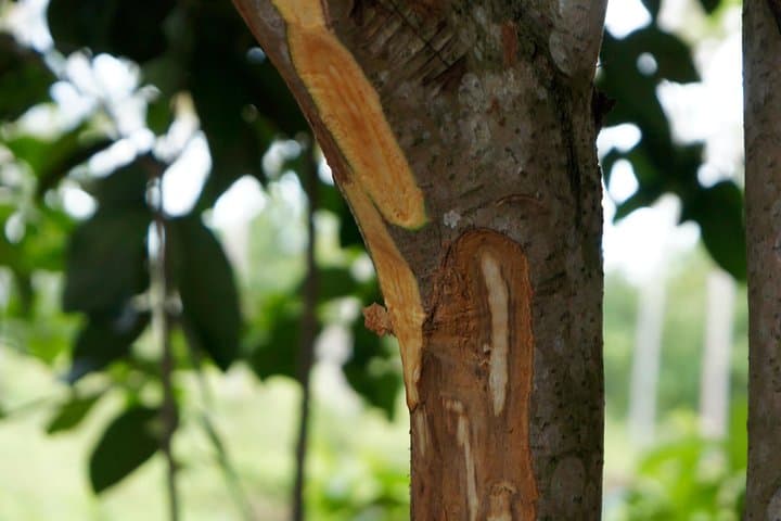 Zanzibar Spice and Fruit Tour — Hands-On Farm Walk from Stone Town photo 4