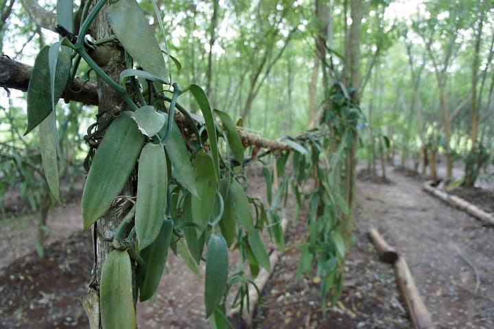 Zanzibar Spice and Fruit Tour — Hands-On Farm Walk from Stone Town photo 5
