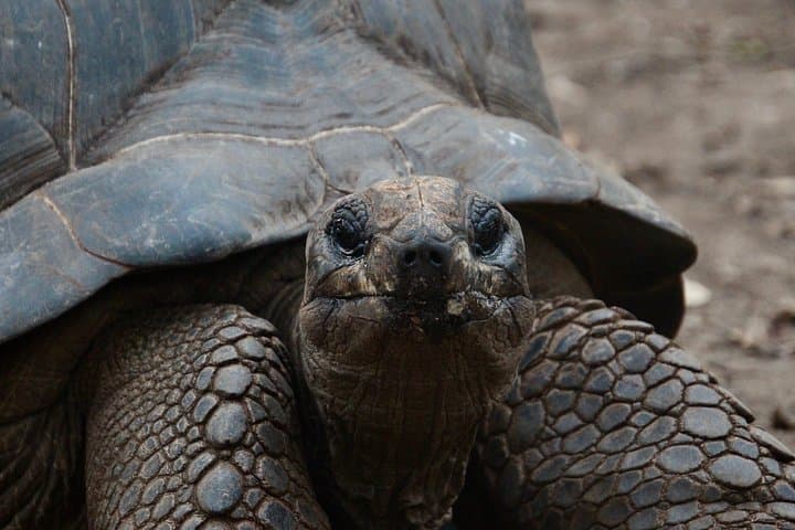 Prison Island Tour (Changuu) from Stone Town: Tortoises, Snorkeling & History photo 2
