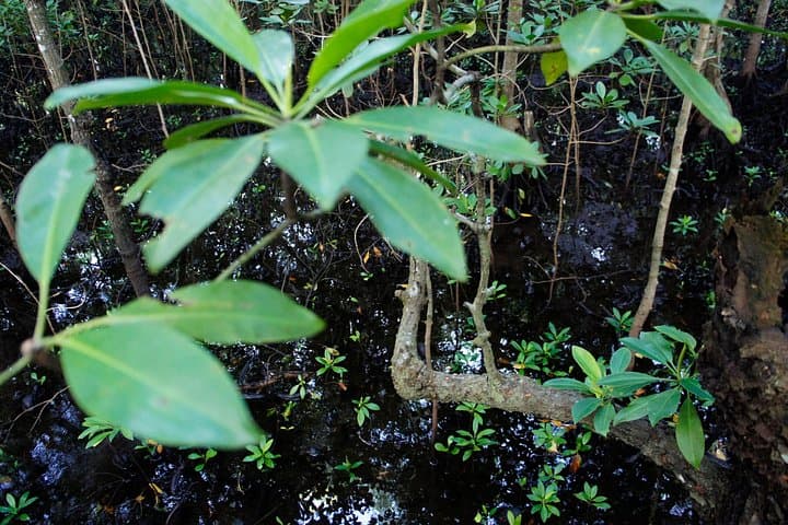 Jozani Forest Tour: See Zanzibar’s Red Colobus and Pete-Jozani Mangroves photo 2
