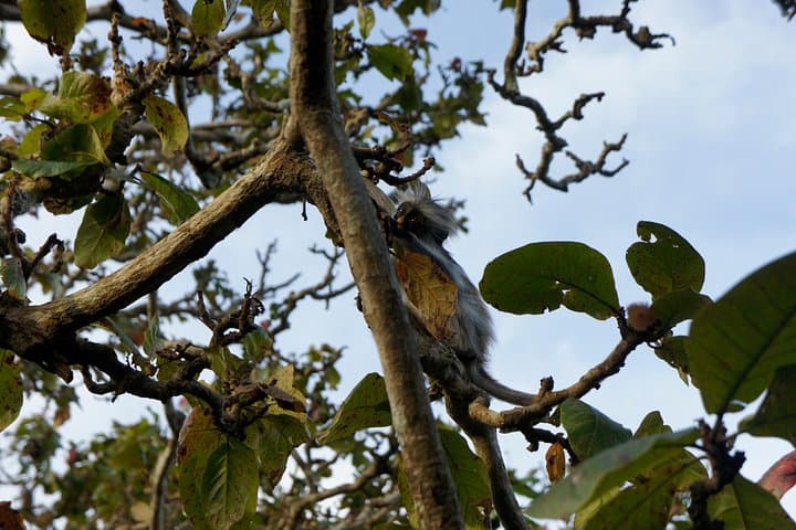Jozani Forest Tour: See Zanzibar’s Red Colobus and Pete-Jozani Mangroves photo 3