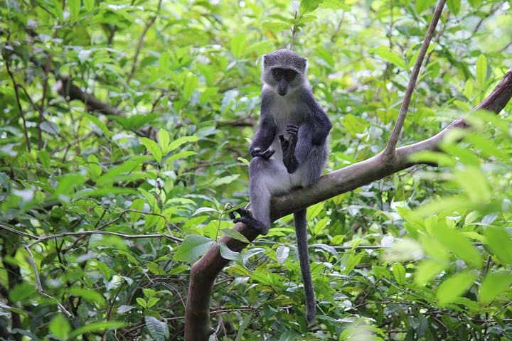 Jozani Forest Tour: See Zanzibar’s Red Colobus and Pete-Jozani Mangroves photo 4
