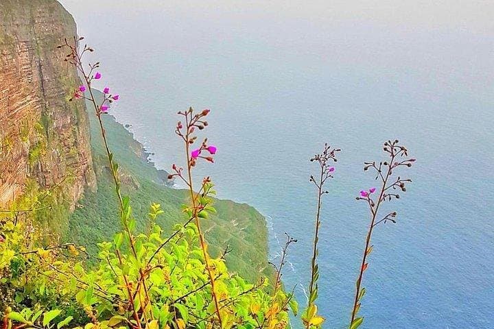 West Salalah Full-Day Tour: Al-Maghsail, Frankincense Trees & Ittin Mountain photo 3