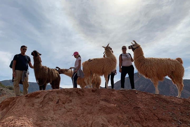 Purmamarca Walk with Llamas: Guided Llama Walk & Geology Tour near Cerro de los Siete Colores photo 3
