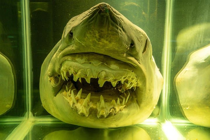 Explore Univali Oceanographic Museum Piçarras: Marine Biodiversity & Sensory Experience photo 6