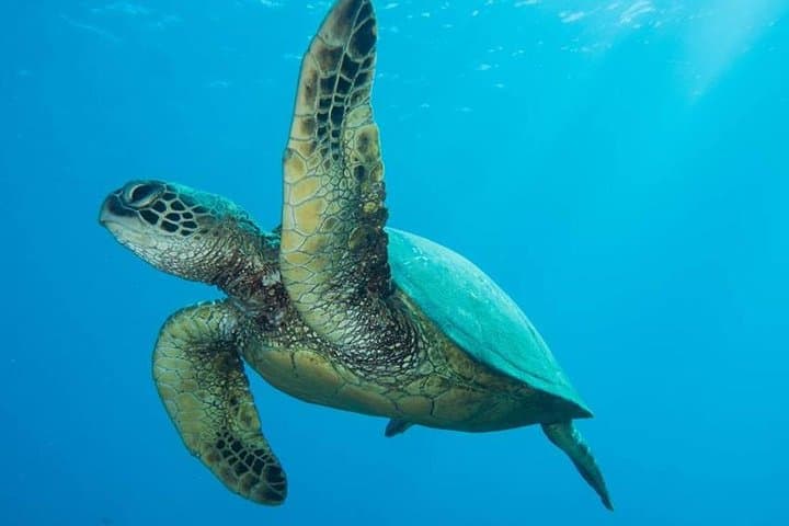 Maui Certified Shore Diving: Guided Shore Scuba from Lahaina