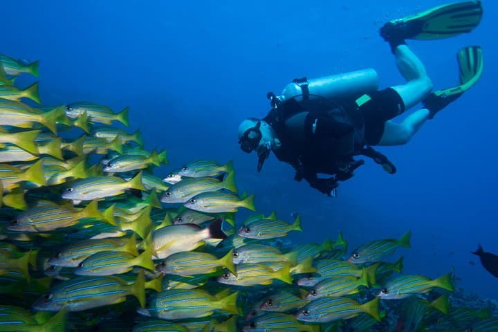 Maui Certified Shore Diving: Guided Shore Scuba from Lahaina photo 3