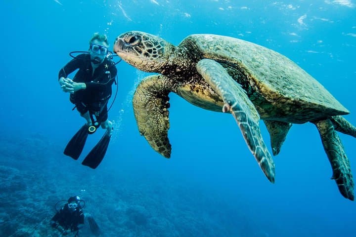 Maui Certified Shore Diving: Guided Shore Scuba from Lahaina photo 2
