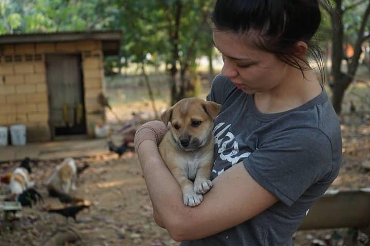 Volunteer with Rescue P.A.W.S.: Hua Hin Dog Day Visit & Beach Walk photo 3