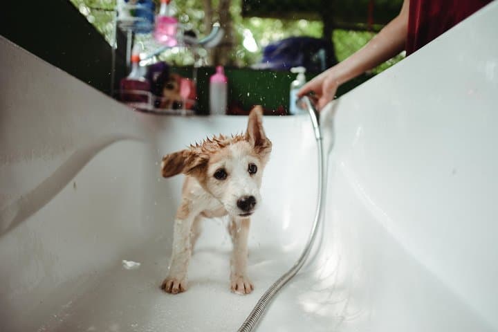 Volunteer with Rescue P.A.W.S.: Hua Hin Dog Day Visit & Beach Walk photo 5